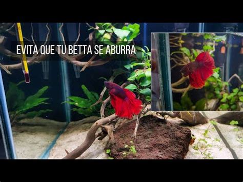 temperatura agua betta